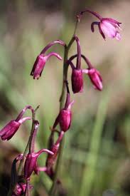 Image result for Chironia laxiflora