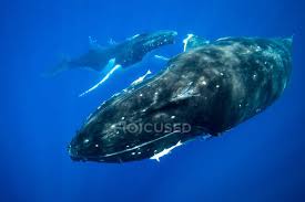 The humpback whales arrived of the coast of townsville !!! Humpback Whales Swimming Underwater Close Up Point Of View Stock Photo 403926738