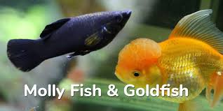 You also have to ensure that the population of both fish species is controlled. Molly Fish And Goldfish Can You Keep Them In Same Aquarium Aquariumnexus
