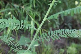 Image result for Sesbania goetzei