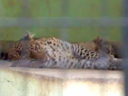 Wisata ternak kandang macan : Macan Tutul Tstj Solo Zoo Mati Karena Kanker Paru Paru Joss Co Id