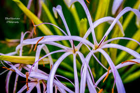 Image result for Crinum verdoorniae