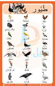 Name Birds That Start With F المقرر م ف ر د ات Birds In Arabic الط ي ور ب الل غ ة الع ر ب ي ة Https Pin It Xgxz7mu43nuvdq Learning Arabic Learn Arabic Language Arabic Alphabet