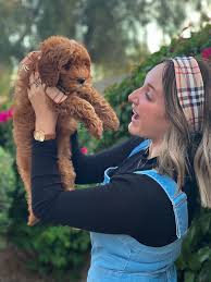Browse the largest, most trusted source of mini goldendoodle puppies for sale. Doodle Bliss Exceptionally Bred Goldendoodles In Gilbert Az