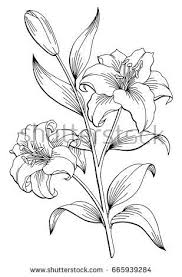 Lily Flower Graphic Black White Isolated Sketch Illustration Vector Lilies Drawing Flower Graphic Flower Drawing
