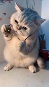 Ruveyda Yilmaz Adli Kullanicinin Kedi Cat Panosundaki Pin 2020 Sevimli Kedi Yavrulari Sevimli Hayvan Yavrulari Komik Hayvan Fotograflari