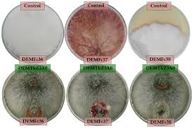 Quality care termite and pest control is an industry leader in the termite and pest control services business. Ijms Free Full Text Phytohormones Auxin Gibberellin And Acc Deaminase In Vitro Synthesized By The Mycoparasitic Trichoderma Demtkz3a0 Strain And Changes In The Level Of Auxin And Plant Resistance Markers In