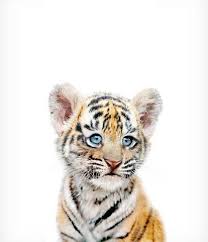 Coupons Purchase 1 Or More Prints And Use Coupon Code Prin Baby Animal Prints Cute Baby Animals Cute Animals