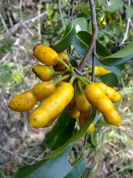 Image result for Uvaria tanzaniae