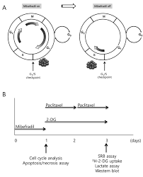 Image result for Mibefradil