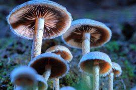 Image result for Cynodon aethiopicus