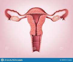 Vector Medical Illustration Of Female Reproductive System Isolated On Background Stock Vector Illustration Of Isolated Medical 145078714