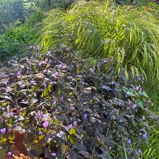 Image result for Tinnea galpinii