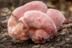 Image result for Merulius incarnatus