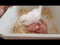 Muhabbet Kusu Yavrulari Beslenmis Mi Kontrolunu Etmek Control Of Budgerigar Feeding Youtube Muhabbet Kuslari Kusu Hayvan