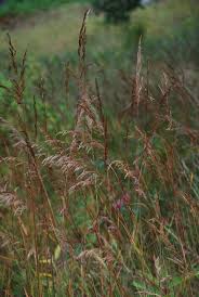 Image result for Sorghastrum stipoides