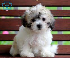 Tiny Shichon Teddy Bear Puppy For Sale Keystone Puppies Teddy Bear Dog Teddy Bear Puppies Newborn Puppies