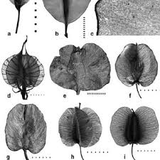 Image result for Holubia saccata