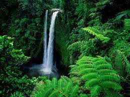 Below is a list of 15 amazing waterfalls in brazil. Rainforest Waterfall Wallpapers Top Free Rainforest Waterfall Backgrounds Wallpaperaccess