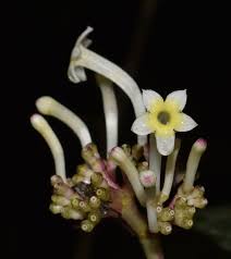 Image result for Chassalia umbraticola