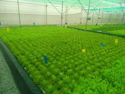 Indian Grower Expands Aquaponics Operation To 40 000 Square Feet