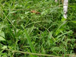 Image result for Paspalum conjugatum