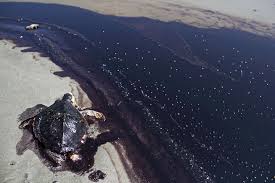 Oil Spills Affect Any Animals Who Float These Animals Include Sea Birds Sea Otters Turtles Etc If Oils Are Not Cleaned Fro Sea Birds Sea Animals Sea Otter