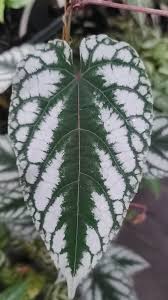 Image result for Cissus integrifolia