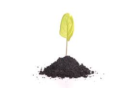 Image result for poise definition