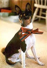 Basenji Rescue And Transport Home Basenji Dogs Hunting Dogs African Hunting Dog