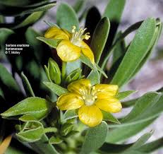 Image result for Surianaceae