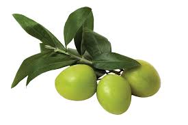 Pin On Olive Leaf