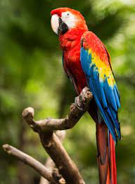 Check spelling or type a new query. Valor Esg Ø¯Ø± ØªÙˆÛŒÛŒØªØ± Guacamaya Roja Esta Ave De Colores Llamativo Es Conocida Como El Ave Nacional De Honduras Naturaleza Animaleshermosos Https T Co F3grwhhcvq