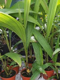 Image result for Curculigo latifolia