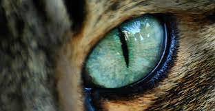 Inventor Cat | 11 Cool Facts About Cat's Eyes