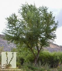 Image result for Dalbergia sissoo