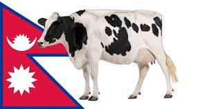 National Animal Of Nepal Cow National Animal Animals Cow