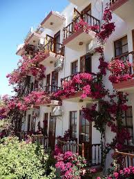 Rosa Bouganvilla Balkon Blumen Fotografie Durch Richard Griffin Balkon Blumen Bouganvill Balkondekoration Wohnzimmer Dekoration Ideen Balkon Ideen Wohnung