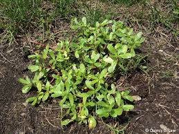 Here's just a few of the health benefits of purslane: Common Purslane Purdue University Turfgrass Science At Purdue University