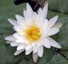 Image result for Nymphaea