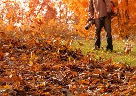 Fall Leaf Cleanup Fort Wayne In Leaf Cleanup To Curb New Haven Huntertown In
