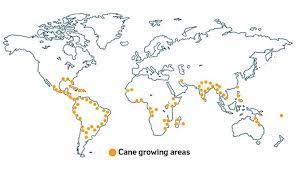 Jun 13, 2021 · sugarcane plants are a genus of tall, tropically growing perennial grasses from the family poaceae. The Cane Story Tate Lyle Sugars