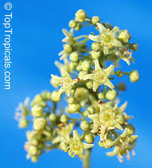 Image result for Searsia dentata