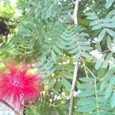 Image result for Calliandra haematocephala
