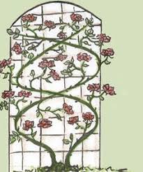 Training A Rose On A Trellis Main Cane Must Go As Horizontal As Possible At Least 45 Degree An Pruning Climbing Roses Climbing Roses Climbing Roses Trellis