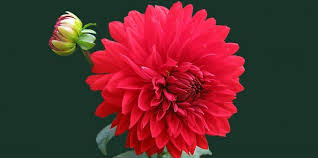Rose flowers images for whatsapp dp , rose flower images for whatsapp dp download,beautiful rose flowers for whatsapp dp hi friends ee video lo nenu meku mana whatsapp profile ni inka dp ni yevaru chusthunaro inka varini yela telusukovalo. New Wallpaper Hd For Pc Windows 10 High Definition Wallpapers Beautiful Flowers Images Flower Images Flower Photos