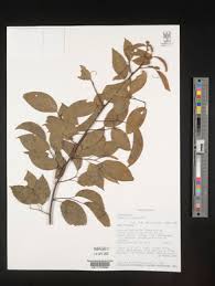 Image result for Gouania tiliifolia