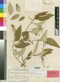 Image result for Croton dichogamus