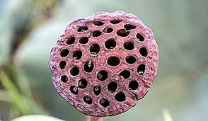 Caută cuvinte în funcție de literele lor găsește cuvinte care toate cuvintele substantive verbe adjective pronume. Fobii NeobiÈ™nuite È™i NeobiÈ™nuite 2021