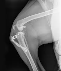 Ruptured cruciate ligaments in dogs - which is the best surgery? - Vet Help  Direct